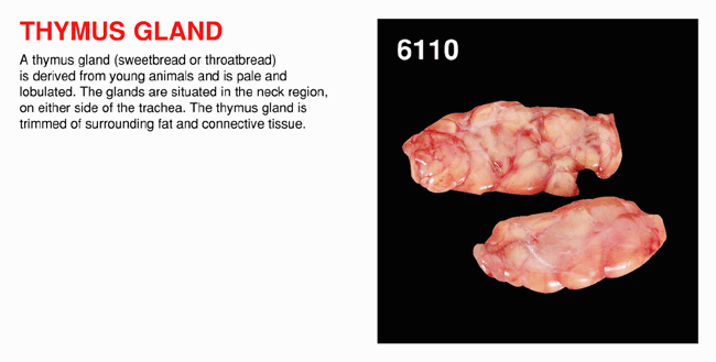 Thymus Gland